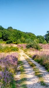 Preview wallpaper field, trees, path, nature, landscape