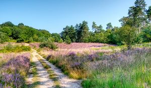 Preview wallpaper field, trees, path, nature, landscape