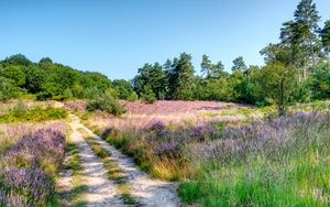 Preview wallpaper field, trees, path, nature, landscape