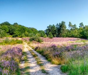 Preview wallpaper field, trees, path, nature, landscape