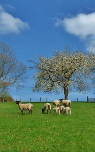 Preview wallpaper field, trees, sheep, landscape