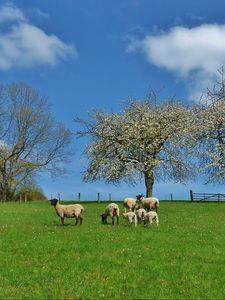 Preview wallpaper field, trees, sheep, landscape