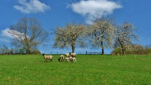 Preview wallpaper field, trees, sheep, landscape