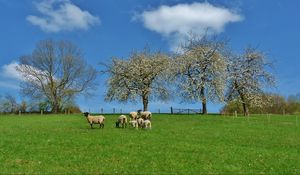 Preview wallpaper field, trees, sheep, landscape