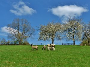 Preview wallpaper field, trees, sheep, landscape