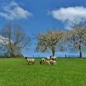 Preview wallpaper field, trees, sheep, landscape