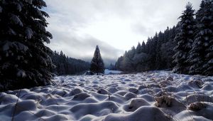 Preview wallpaper field, trees, snow, winter, nature