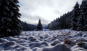 Preview wallpaper field, trees, snow, winter, nature