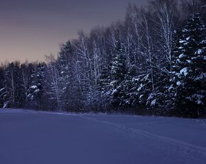 Preview wallpaper field, trees, snow, winter, night