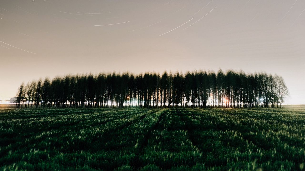 Wallpaper field, trees, stars, long exposure