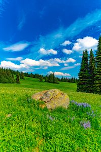 Preview wallpaper field, trees, stone, landscape