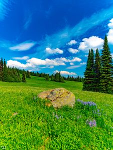 Preview wallpaper field, trees, stone, landscape