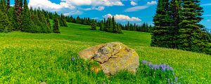 Preview wallpaper field, trees, stone, landscape