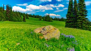 Preview wallpaper field, trees, stone, landscape