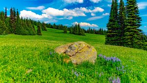 Preview wallpaper field, trees, stone, landscape