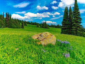 Preview wallpaper field, trees, stone, landscape