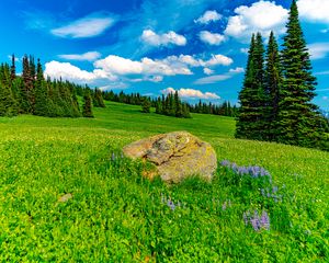 Preview wallpaper field, trees, stone, landscape