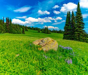 Preview wallpaper field, trees, stone, landscape