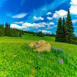 Preview wallpaper field, trees, stone, landscape