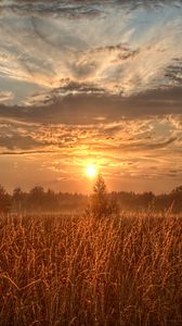 Preview wallpaper field, trees, sun, rays, sunset