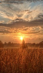Preview wallpaper field, trees, sun, rays, sunset