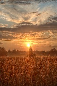 Preview wallpaper field, trees, sun, rays, sunset