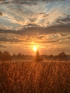 Preview wallpaper field, trees, sun, rays, sunset