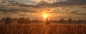 Preview wallpaper field, trees, sun, rays, sunset