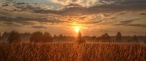 Preview wallpaper field, trees, sun, rays, sunset
