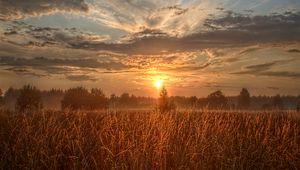 Preview wallpaper field, trees, sun, rays, sunset