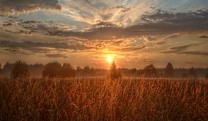 Preview wallpaper field, trees, sun, rays, sunset
