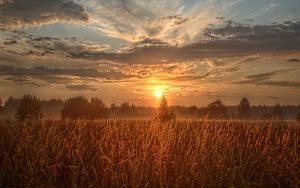 Preview wallpaper field, trees, sun, rays, sunset