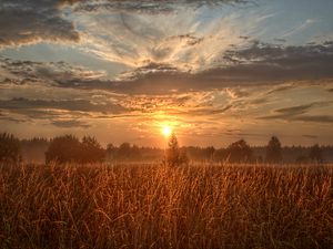 Preview wallpaper field, trees, sun, rays, sunset