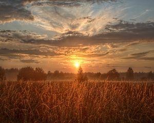 Preview wallpaper field, trees, sun, rays, sunset