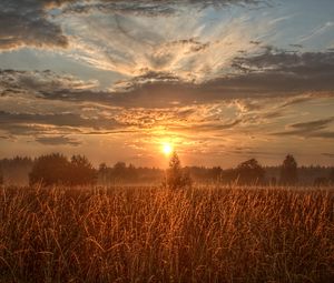 Preview wallpaper field, trees, sun, rays, sunset