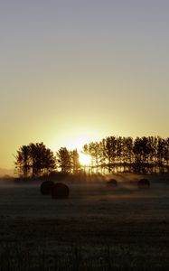 Preview wallpaper field, trees, sun, rays, fog, sunset