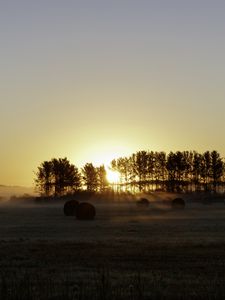 Preview wallpaper field, trees, sun, rays, fog, sunset