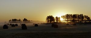 Preview wallpaper field, trees, sun, rays, fog, sunset