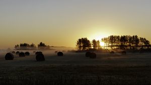 Preview wallpaper field, trees, sun, rays, fog, sunset