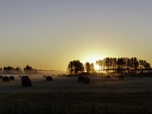 Preview wallpaper field, trees, sun, rays, fog, sunset