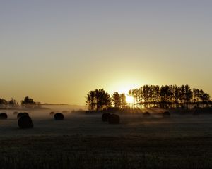 Preview wallpaper field, trees, sun, rays, fog, sunset