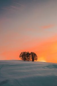 Preview wallpaper field, trees, sunset, snow, winter