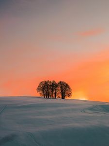 Preview wallpaper field, trees, sunset, snow, winter