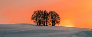 Preview wallpaper field, trees, sunset, snow, winter