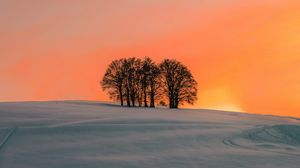 Preview wallpaper field, trees, sunset, snow, winter