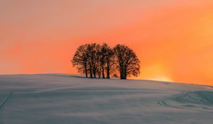 Preview wallpaper field, trees, sunset, snow, winter