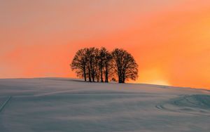Preview wallpaper field, trees, sunset, snow, winter