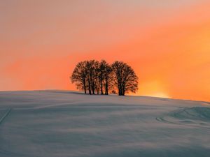 Preview wallpaper field, trees, sunset, snow, winter