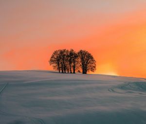 Preview wallpaper field, trees, sunset, snow, winter