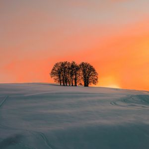 Preview wallpaper field, trees, sunset, snow, winter